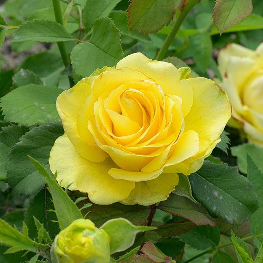 Роза Соуза в горшке - Dolina-Sad.Ru