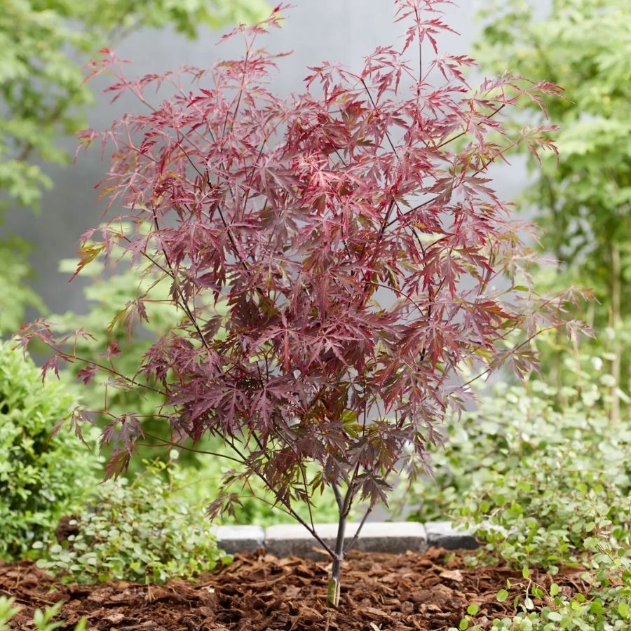 Клен пальмолистный Роял Гарнет Клен пальмолистный Роял Гарнет - Dolina-Sad.Ru