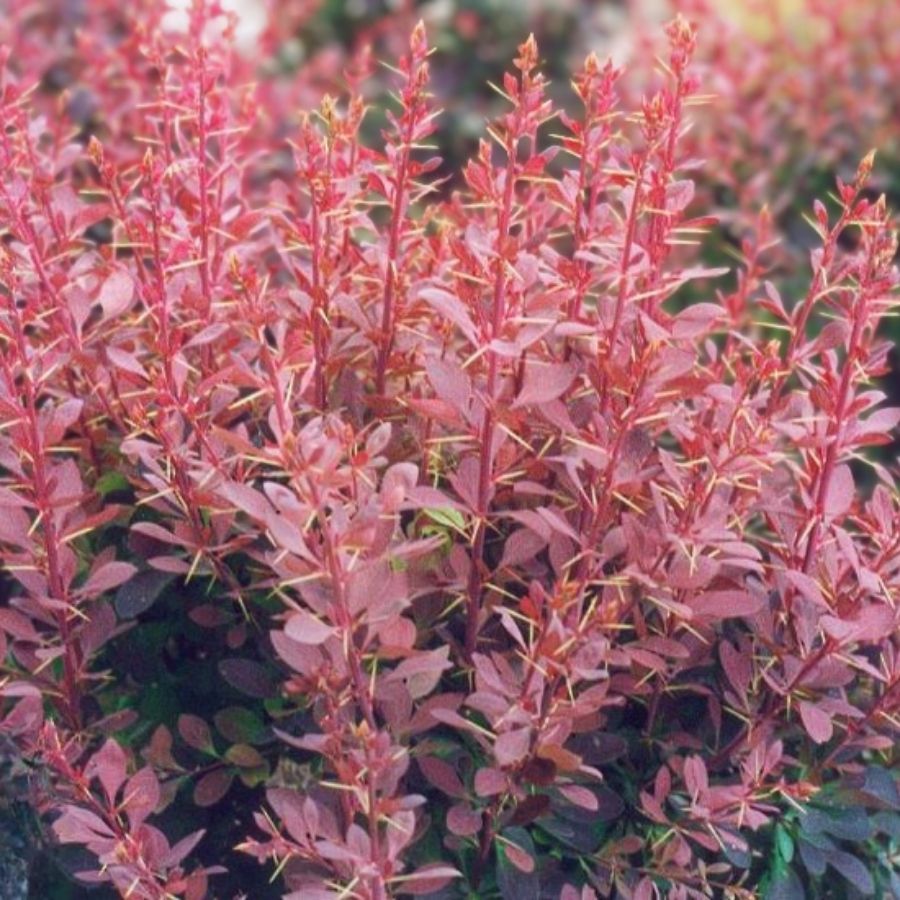 Барбарис оттавский Аурикома, С2 - Dolina-Sad.Ru