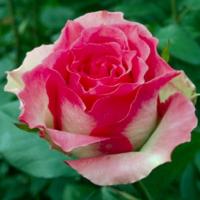 Роза Малибу Роза Малибу - Dolina-Sad.Ru