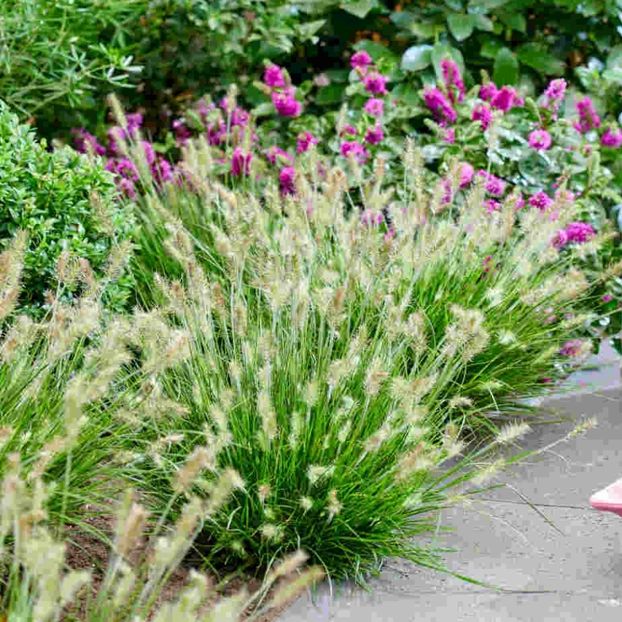 Пеннисетум лисохвостный Тайни Твинглер - Dolina-Sad.Ru