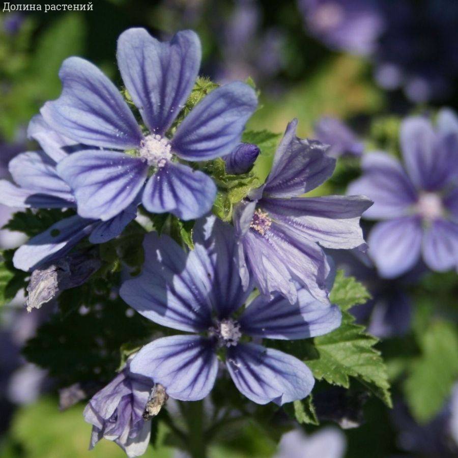 Шток-роза лесная Примли Блю Шток-роза лесная Примли Блю - Dolina-Sad.Ru