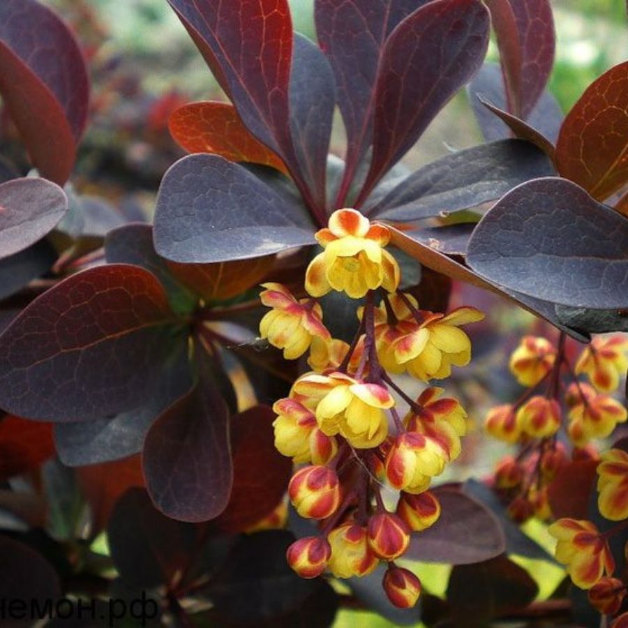 Барбарис оттавский Аурикома, С2 - Dolina-Sad.Ru