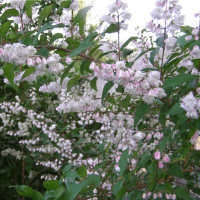 Дейция шершавая Кодселл Пинк Дейция шершавая Кодселл Пинк фото