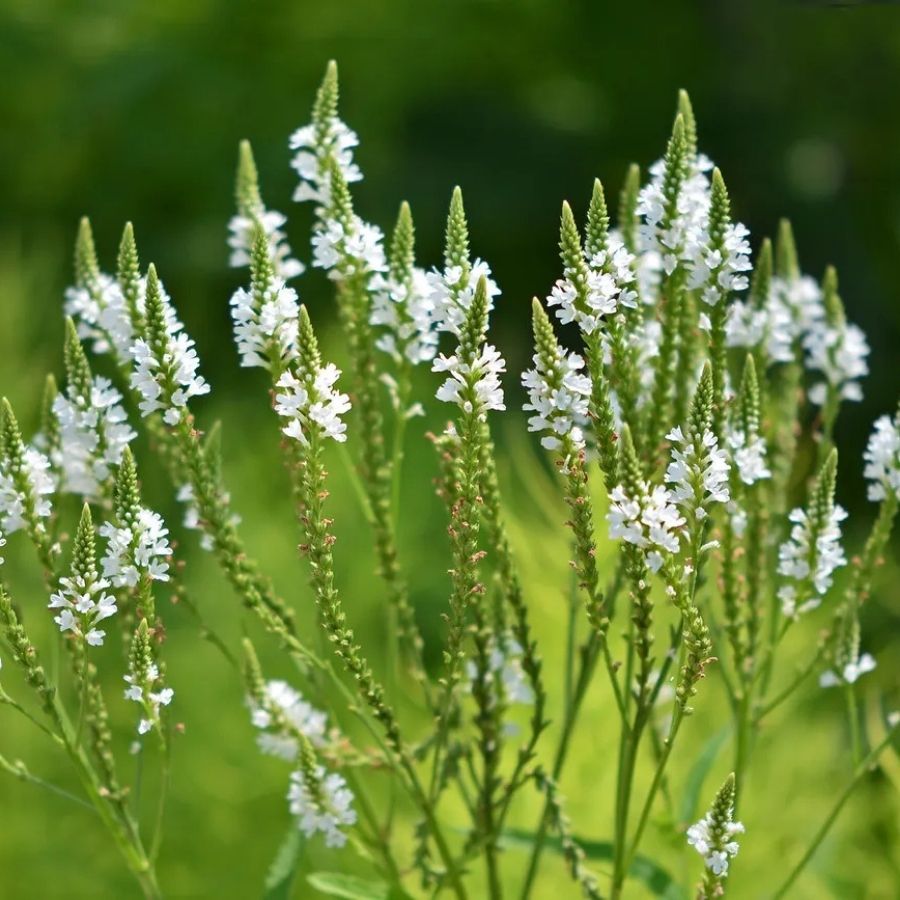 Вербена копьевидная Вайт Спайрс Вербена копьевидная Вайт Спайрс - Dolina-Sad.Ru