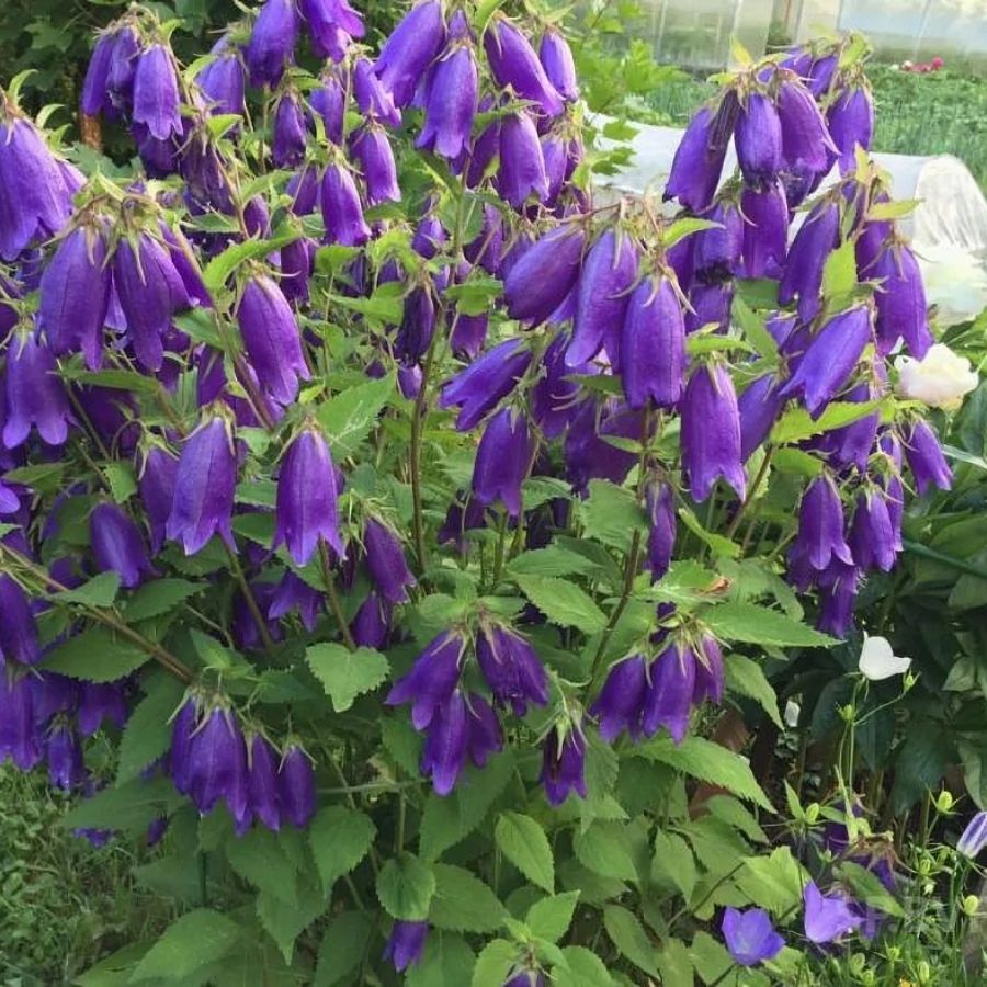 Колокольчик Сарастро - Dolina-Sad.Ru