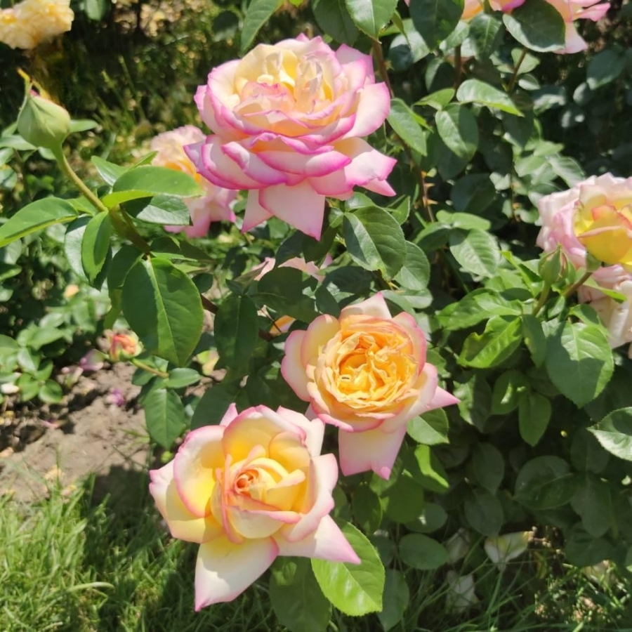 Роза штамбовая Глория Дей - Dolina-Sad.Ru