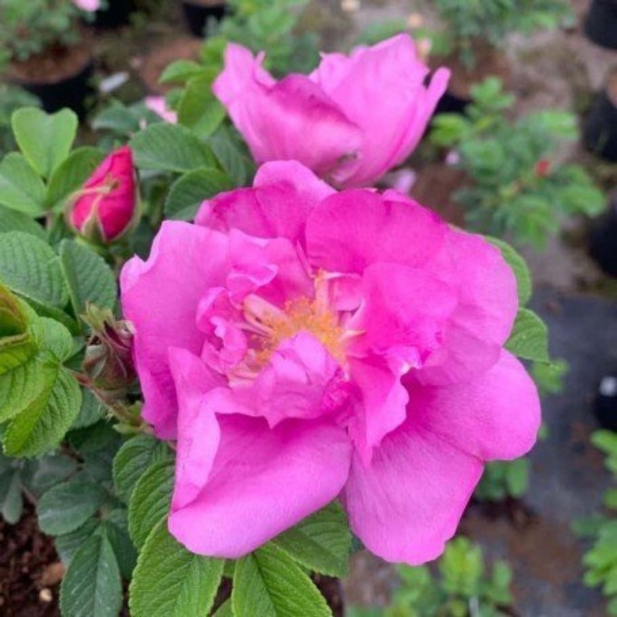 Роза морщинистая Пусси, С3 - Dolina-Sad.Ru