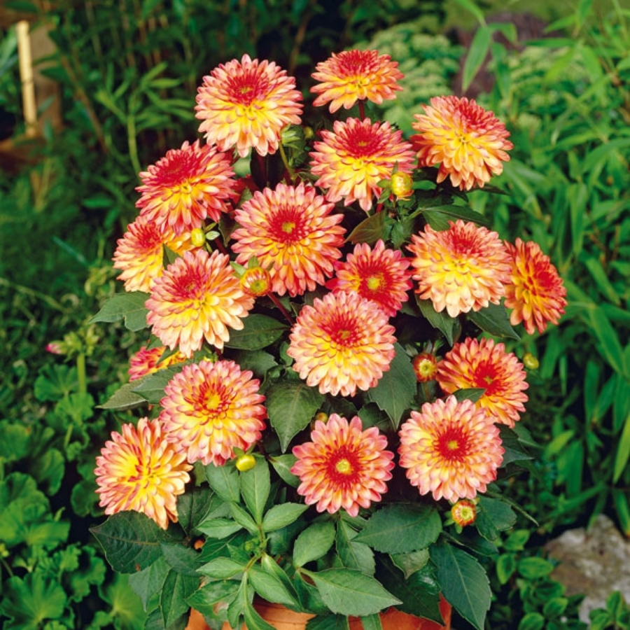 Георгина Делайт Глоу Георгина Делайт Глоу - Dolina-Sad.Ru