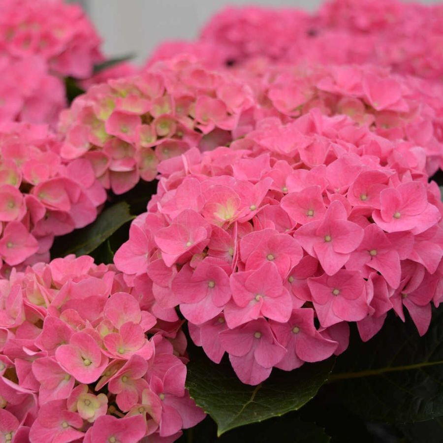Гортензия крупнолистная Джип Пинк - Dolina-Sad.Ru
