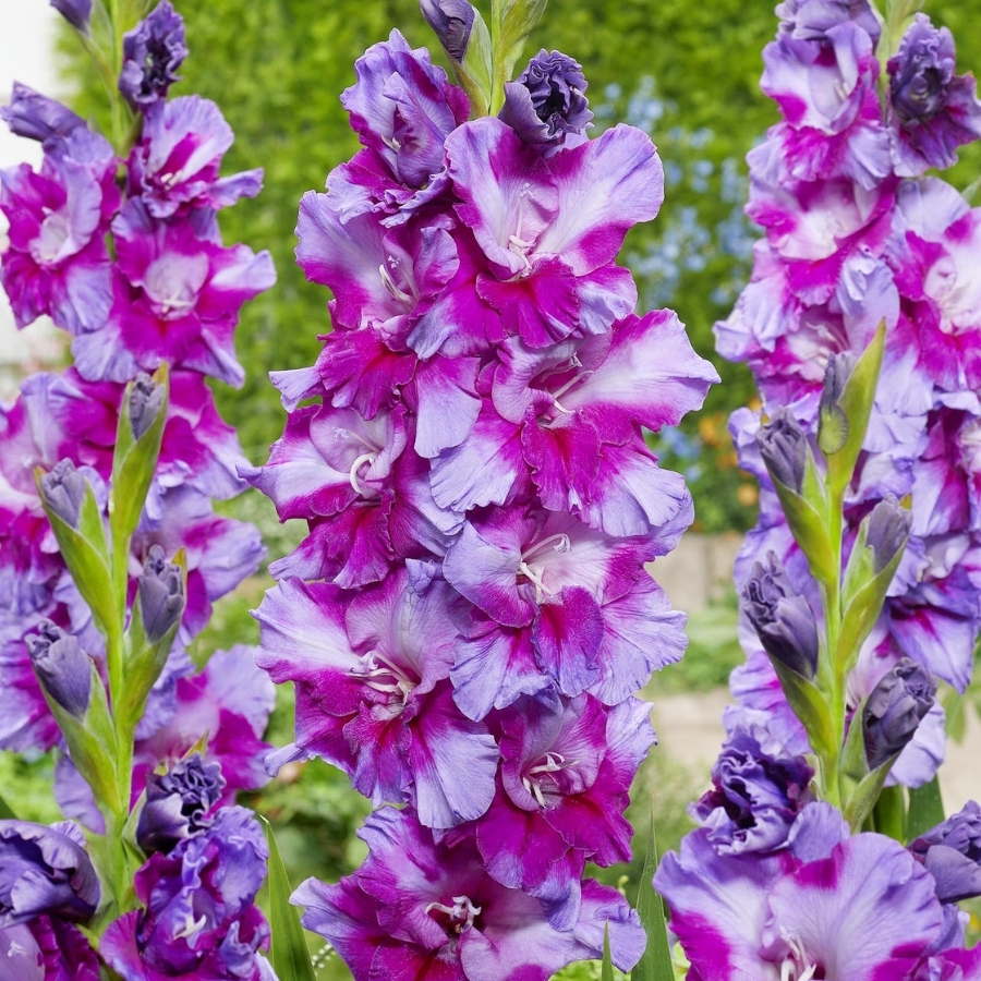 Гладиолус Фиолетовое искусство Гладиолус Фиолетовое искусство - Dolina-Sad.Ru
