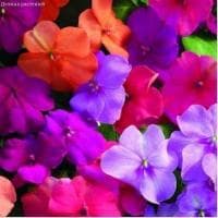 Бальзамин Тропическая Уоллера, смесь гибридов фото