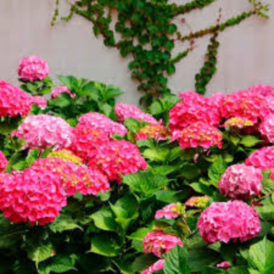 Гортензия крупнолистная Джип Пинк - Dolina-Sad.Ru