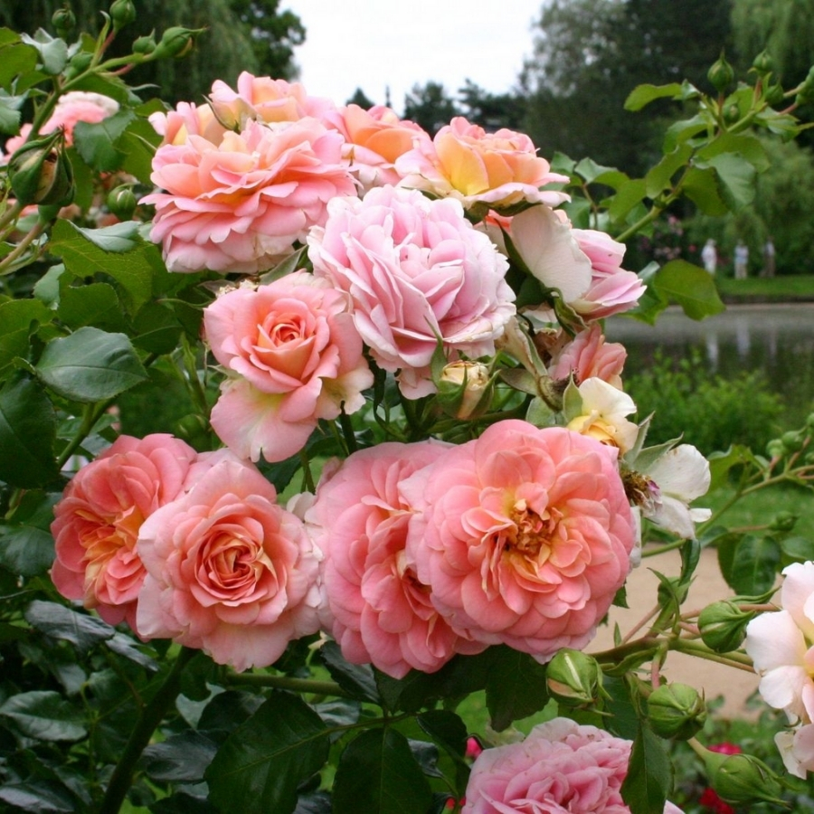 Роза штамбовая Консерто 94 - Dolina-Sad.Ru