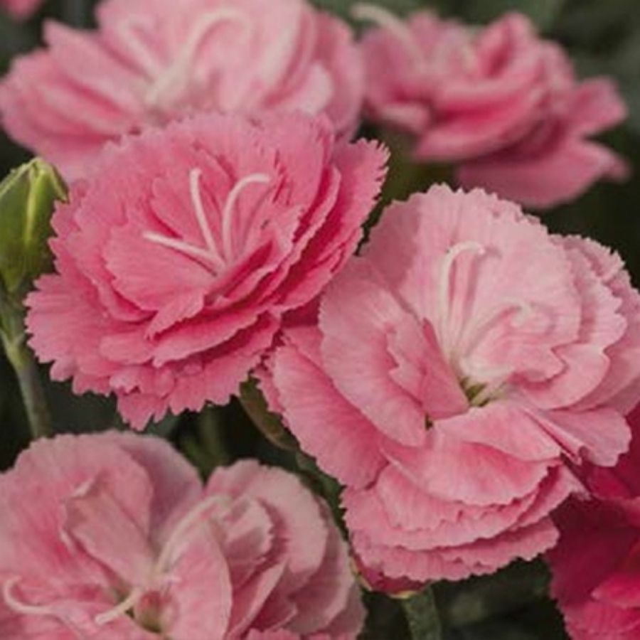 Гвоздика Свит Плеже Салмон - Dolina-Sad.Ru