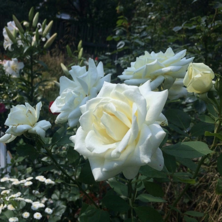 Роза Метрополитен в горшке - Dolina-Sad.Ru