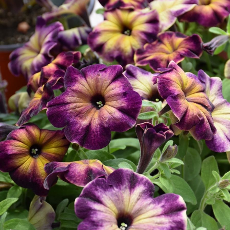 Петуния Крейзитаня Мунстрак - Dolina-Sad.Ru