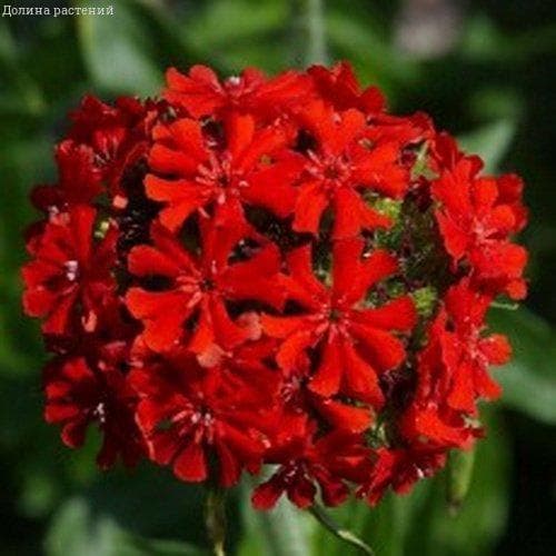 Лихнис ХАЛЦЕДОНСКИЙ ЗОРЬКА фото