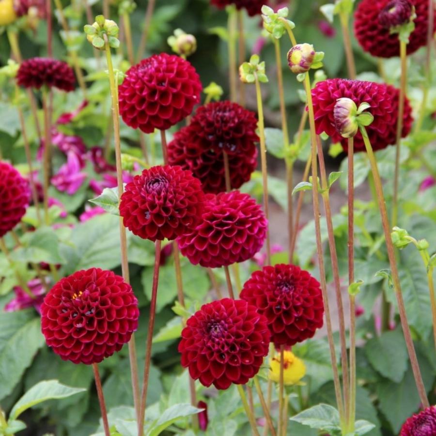 Георгина Натал Георгина Натал - Dolina-Sad.Ru