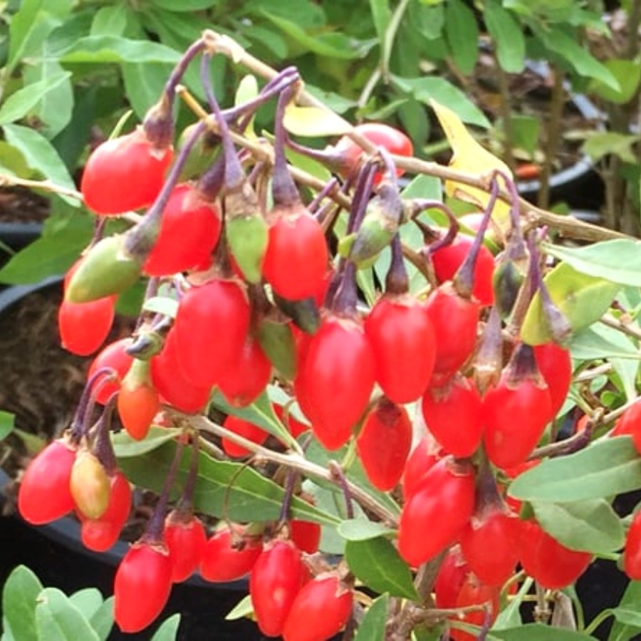 Дереза Литтл Годжи - Dolina-Sad.Ru