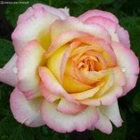 Роза Глория Деи Роза Глория Деи фото