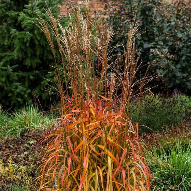 Мискантус китайский Наваджо , x Мискантус китайский Наваджо , x фото