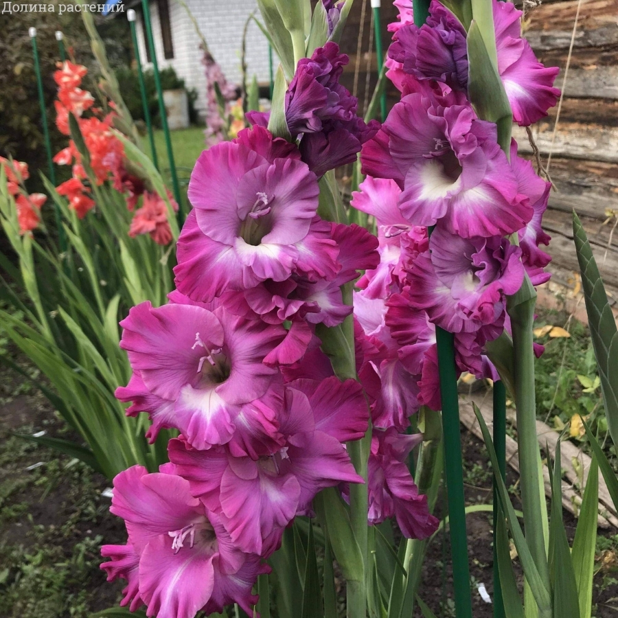 Гладиолус Наблус Гладиолус Наблус - Dolina-Sad.Ru