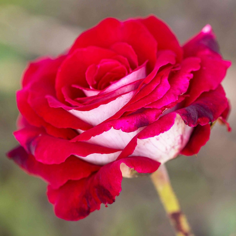 Роза штамбовая Осирия - Dolina-Sad.Ru