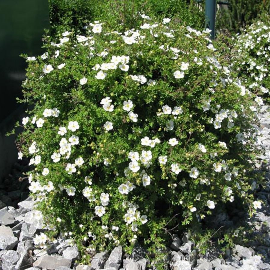 Лапчатка кустарниковая Сноуфлейк, С3 - Dolina-Sad.Ru