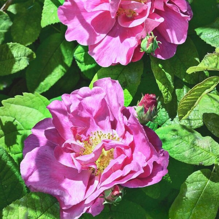 Роза морщинистая Эмоушн, С3 - Dolina-Sad.Ru