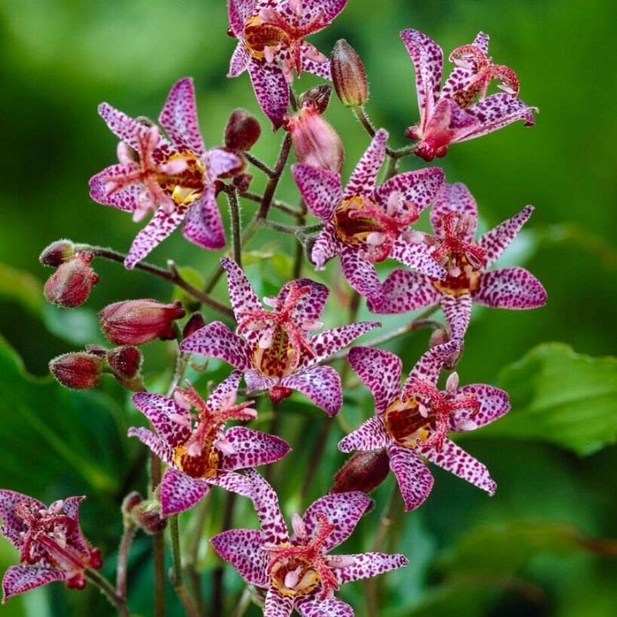 Трициртис формозский Дарк Бьюти - Dolina-Sad.Ru