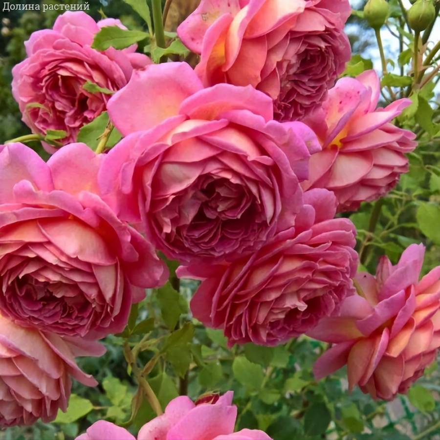 Роза Джубили Селебрейшн в горшке - Dolina-Sad.Ru