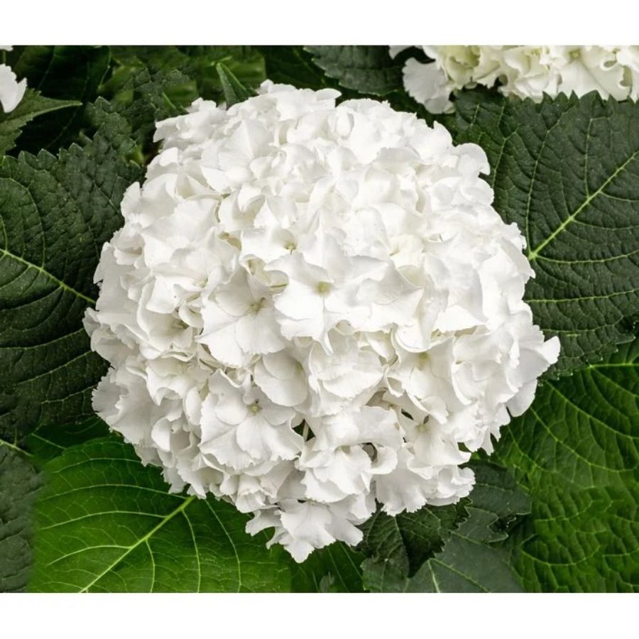 Гортензия крупнолистная Айс Бой, С2 Гортензия крупнолистная Айс Бой, С2 - Dolina-Sad.Ru