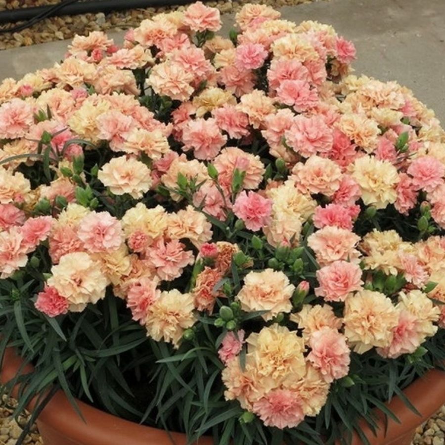 Гвоздика Свит Плеже Априкот - Dolina-Sad.Ru