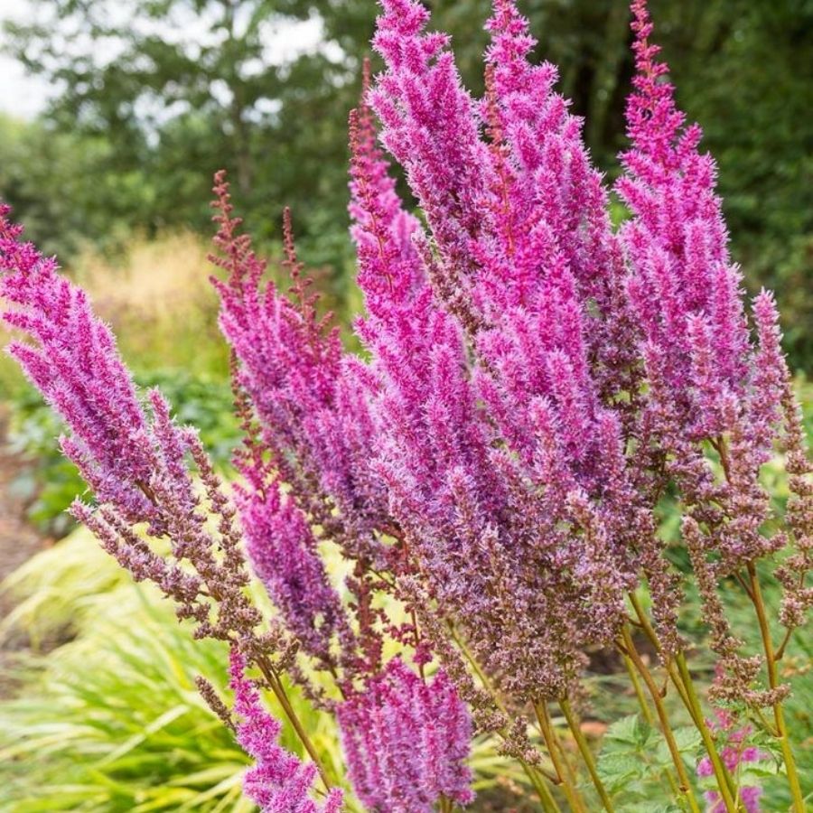 Астильба китайская Пурпуркерце Астильба китайская Пурпуркерце - Dolina-Sad.Ru