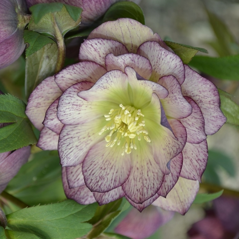 Морозник Дабл Визион - Dolina-Sad.Ru