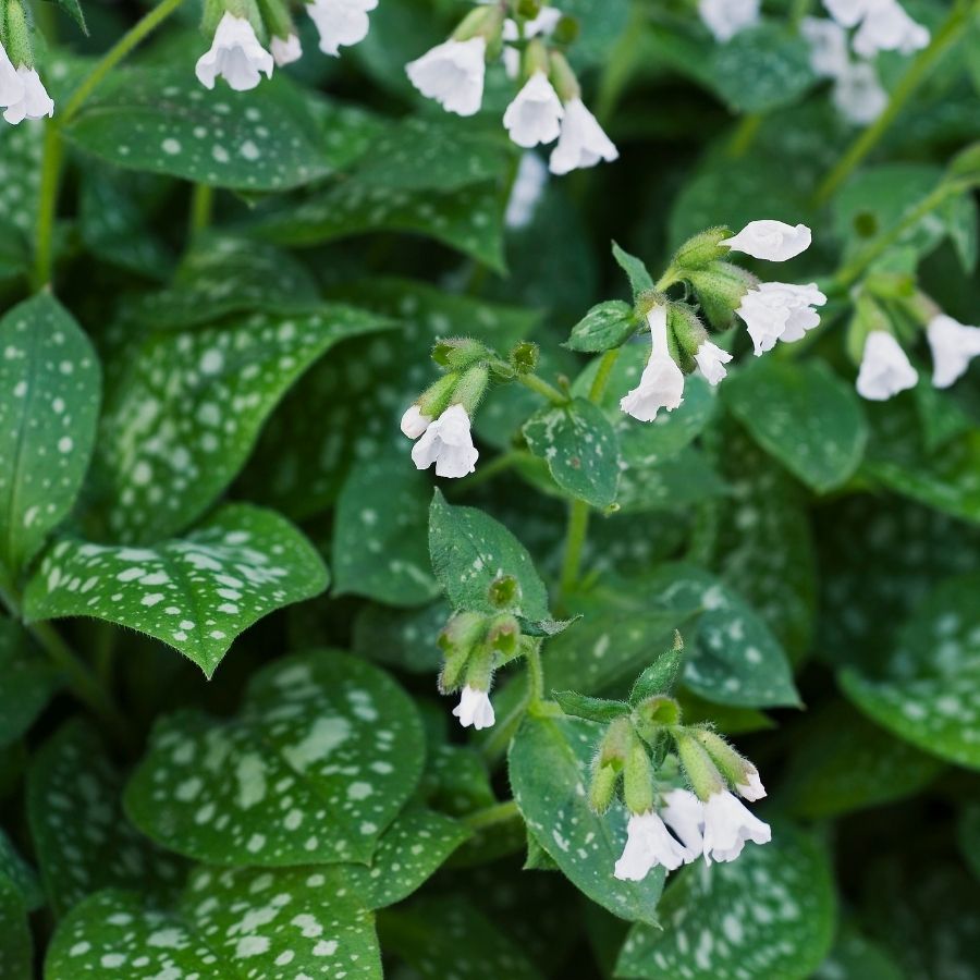 Медуница лекарственная Сиссингхерст Вайт - Dolina-Sad.Ru