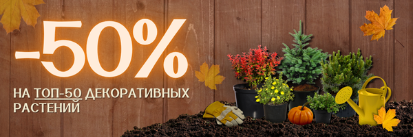 Акция на топ 50 декоративных