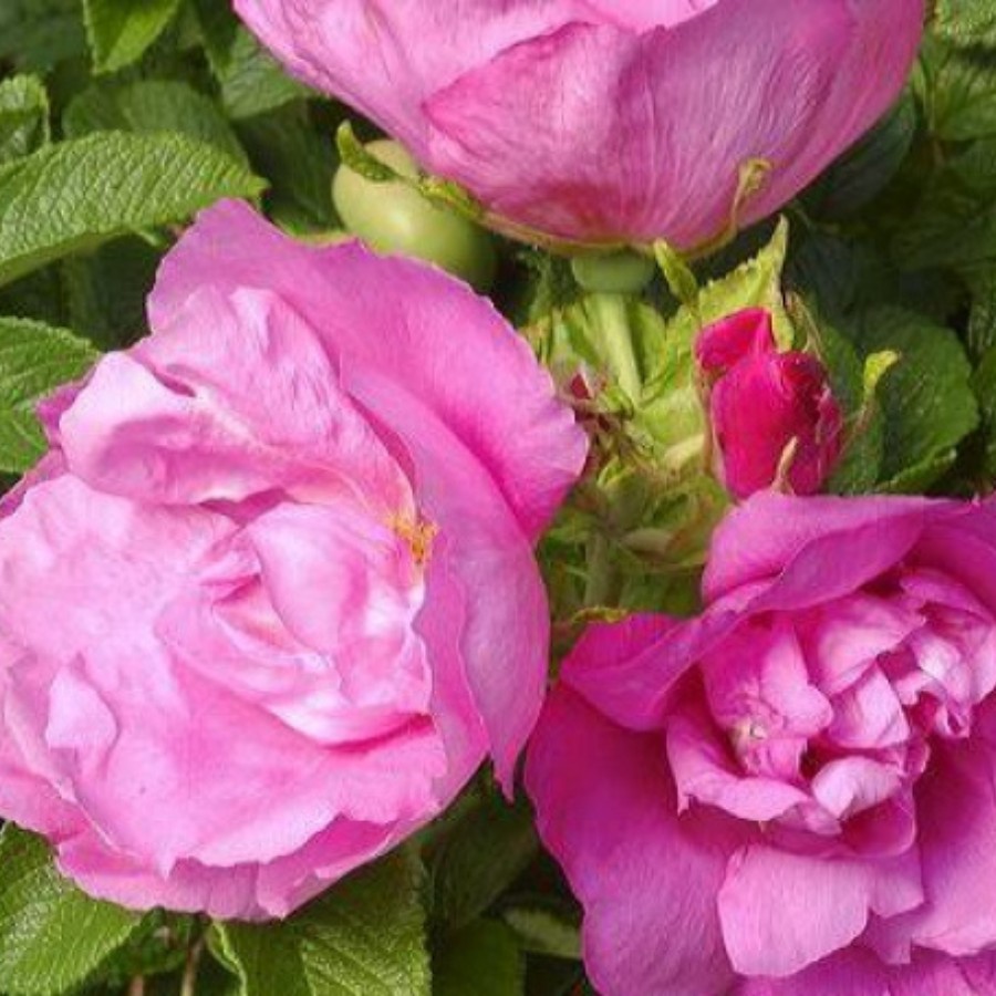 Роза морщинистая Пусси, С3 - Dolina-Sad.Ru