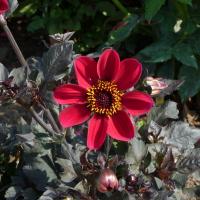 Георгина Ромео - Dolina-Sad.Ru