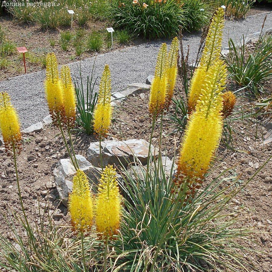 Эремурус Желтый - Dolina-Sad.Ru