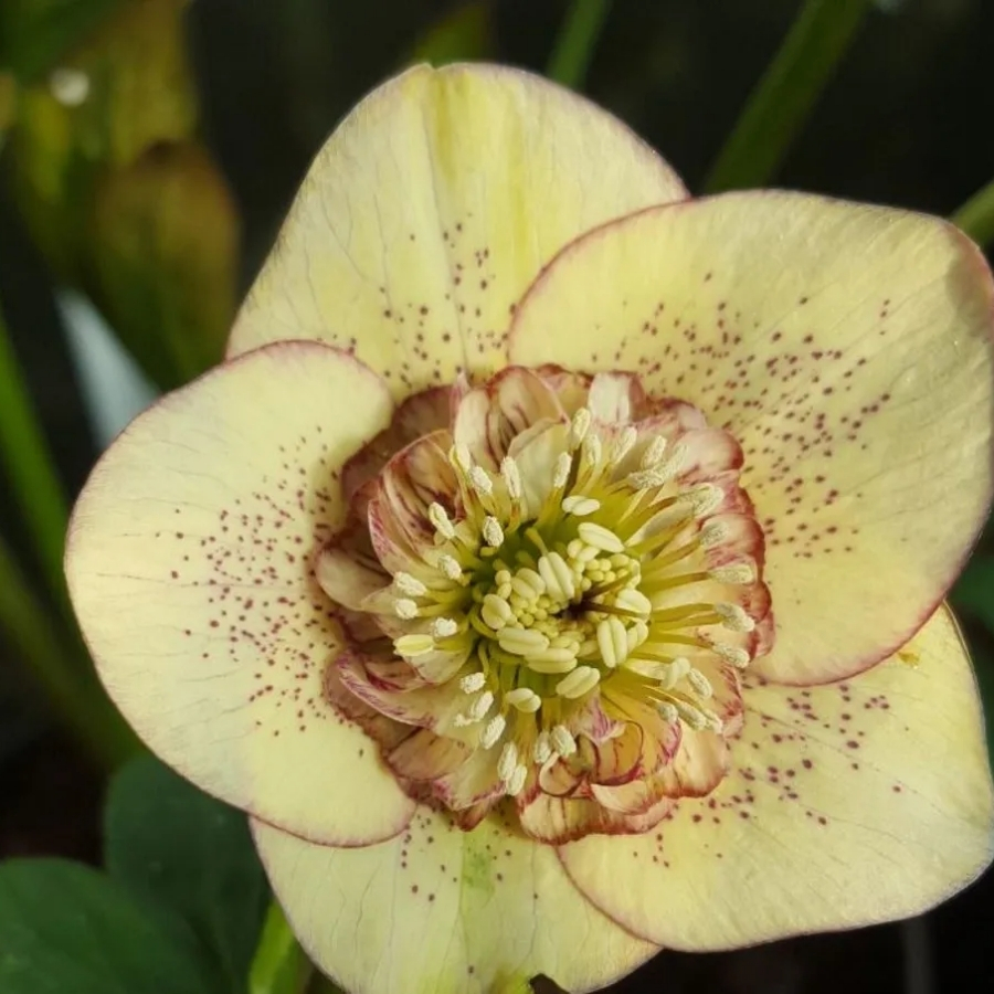 Морозник Еллоу Спот - Dolina-Sad.Ru