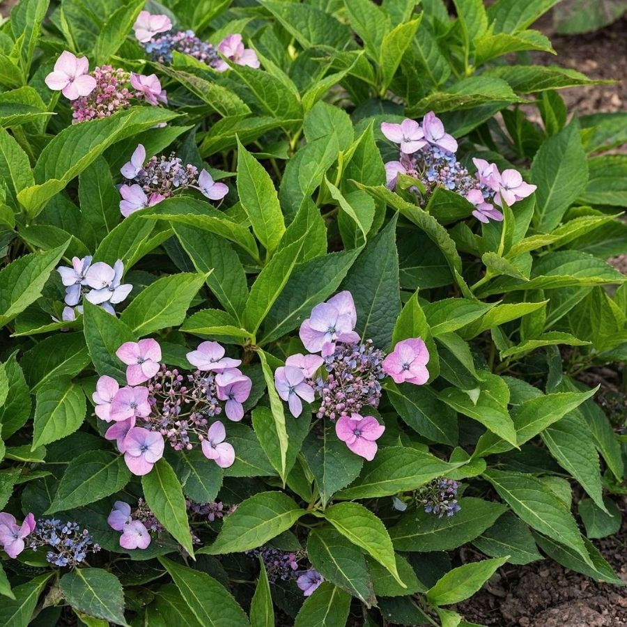 Гортензия пильчатая Мэджик Пиллоу, С3 - Dolina-Sad.Ru