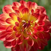 Георгина Флорианд - Dolina-Sad.Ru