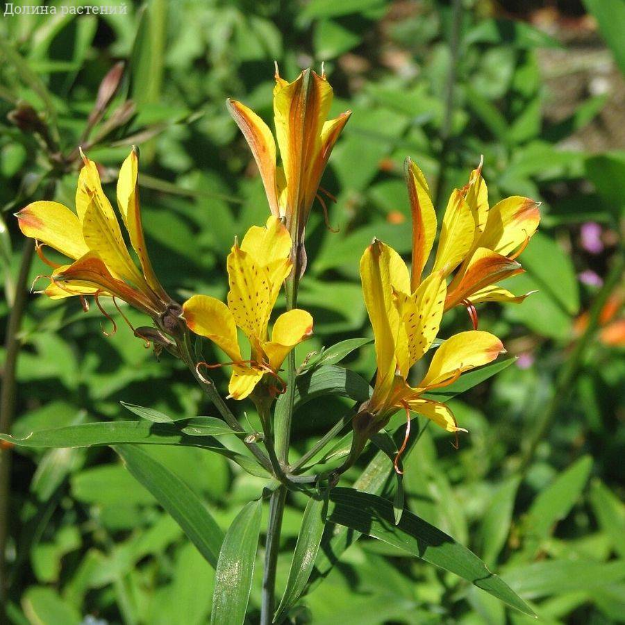 Альстромерия Свит Лаура - Dolina-Sad.Ru