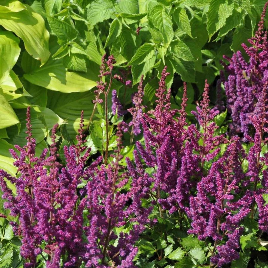 Астильба китайская Пурпуркерце Астильба китайская Пурпуркерце - Dolina-Sad.Ru