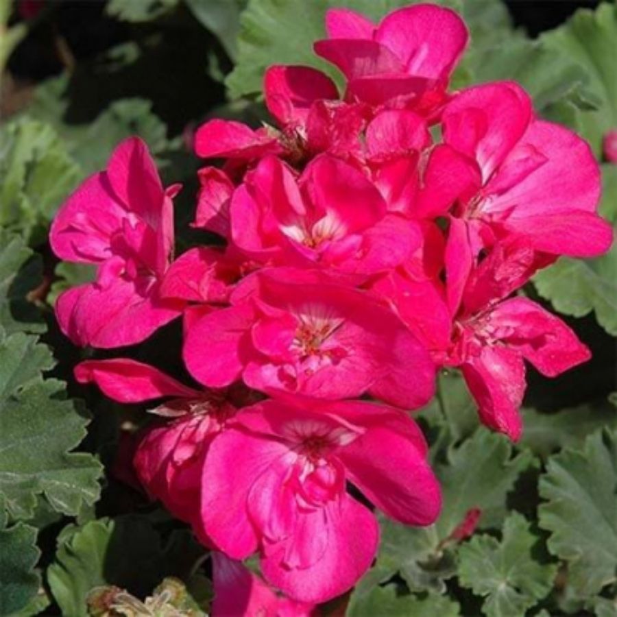 Пеларгония зональная Саванна Блю - Dolina-Sad.Ru