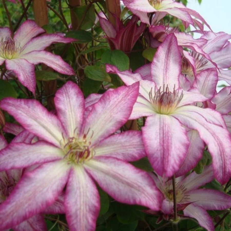 Клематис Тае - Dolina-Sad.Ru