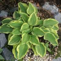 Хоста Пилгрим фото