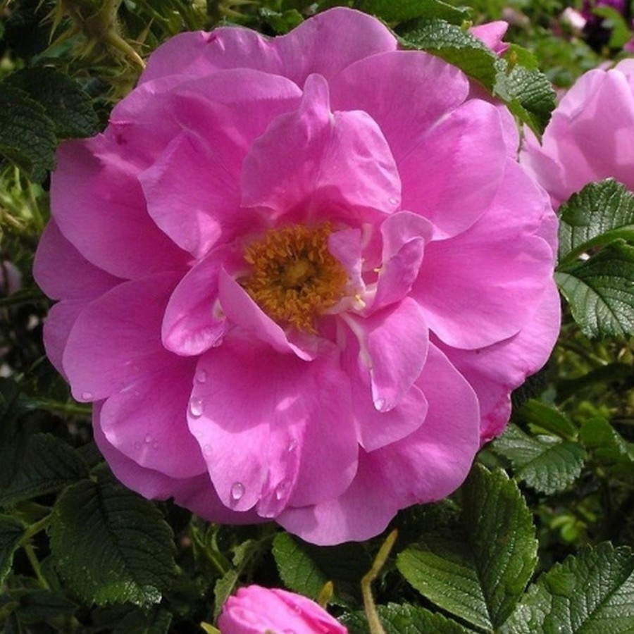 Роза морщинистая Эмоушн, С3 - Dolina-Sad.Ru